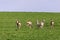 A Flock of deer with summer grazing on green grass