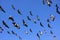 Flock of demoiselle crains flying in blue sky, Khichan village,