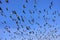 Flock of demoiselle crains flying in blue sky, Khichan village,