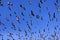 Flock of demoiselle crains flying in blue sky, Khichan village,