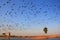 Flock of demoiselle crains flying in blue sky, Khichan village,