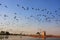 Flock of demoiselle crains flying in blue sky, Khichan village,