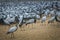 Flock of Demoiselle Crane, India