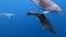 Flock of dolphins playing in blue water of Atlantic Ocean Azores islands