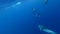 Flock of dolphins playing in blue water of Atlantic Ocean Azores islands