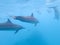 Flock of dolphins playing in the blue water near Mafushi island, Maldives