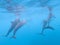 Flock of dolphins playing in the blue water near Mafushi island, Maldives