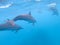 Flock of dolphins playing in the blue water near Mafushi island, Maldives