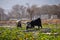 Flock of domestic animal mammals goat eating grass outdoors landscape photo near highway Quetta city Balochistan