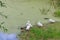 Flock of domestic ducks on the bank of the overgrown duckweed of a village pond