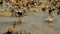 Flock of domestic ducks grazing in the after harvest season paddy fields