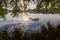 Flock of domestic ducks on morning pond under willows branches