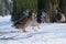 Flock of domestic ducks strolling along a snowy landscape