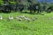Flock of domestic geese on a green meadow. Summer green rural landscape. Geese in the grass, domestic bird, flock of geese,