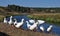 A flock of domestic geese in the Iren River near the hydrogen sulfide spring Manchibay takes healing baths. Sultry summer in the W