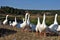 A flock of domestic geese in the Iren River near the hydrogen sulfide spring Manchibay takes healing baths. Sultry summer in the W