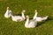 Flock of domestic geese resting