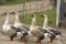 Flock of domestic geese on rural road