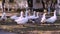 A flock of domestic geese swim in a puddle, on a walk  in the village