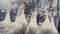 A flock of domestic geese in the village. Geese in the Russian outback. Eastern Europe, 4K