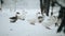 A flock of domestic geese walking outdoors in the snow In search of grass and food. Beautiful close up documentary