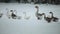 A flock of domestic geese walking outdoors in the snow In search of grass and food. Beautiful close up documentary