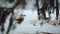 A flock of domestic geese walking outdoors in the snow In search of grass and food. Beautiful close up documentary