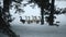 A flock of domestic geese walking outdoors in the snow In search of grass and food. Beautiful close up documentary