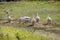 Flock of domestic geese walks along the rural path in a sunny summer day.