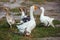 Flock of domestic geese walks and grazes in the corral for the animals and birds Farm.