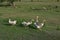 Flock of domestic geese walks and grazes in the corral for the animals and birds Farm. aviculture