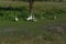 Flock of domestic geese walks and grazes in the corral for the animals and birds Farm. aviculture