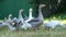 A flock of domestic geese walks in a green meadow. The big goose flaps its wings. Livestock and poultry.