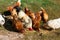 Flock of domestic hens and rooster grazing on countryside farmyard. Poultry