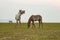 Flock of domestic horse eating green grass in field