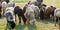 Flock of Domestic Sheep, Ewe, Lamb, Ram Ovis aries species genus grazing in a sheep farm in Summer Sunset. Typically livestock