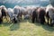 Flock of Domestic Sheep, Ewe, Lamb, Ram Ovis aries species genus grazing in a sheep farm in Summer Sunset. Typically livestock