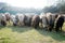 Flock of Domestic Sheep, Ewe, Lamb, Ram Ovis aries species genus grazing in a sheep farm in Summer Sunset. Typically livestock