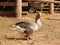 A flock of domestic white geese. Rural landscape. White domestic Geese walking on ground. Home goose. Family of geese. Domestic