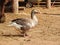 A flock of domestic white geese. Rural landscape. White domestic Geese walking on ground. Home goose. Family of geese. Domestic