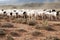 A flock of Dormer sheep walking on gravel road