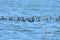 A Flock Double Crested Cormorants in the backwater