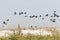 Flock of Double-crested Cormorants in Flight