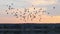 A Flock of Doves Soars Over a Nive Forest Lake at Sunset