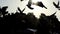 A flock of doves take off and fly over a square on a sunny day in slo-mo