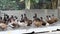 Flock of duck in farm