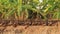 Flock of duck in the rice paddy field