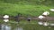 Flock of duck swim at river