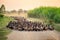 Flock of ducks with agriculturist herding on dirt road