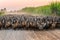 Flock of ducks with agriculturist herding on dirt road